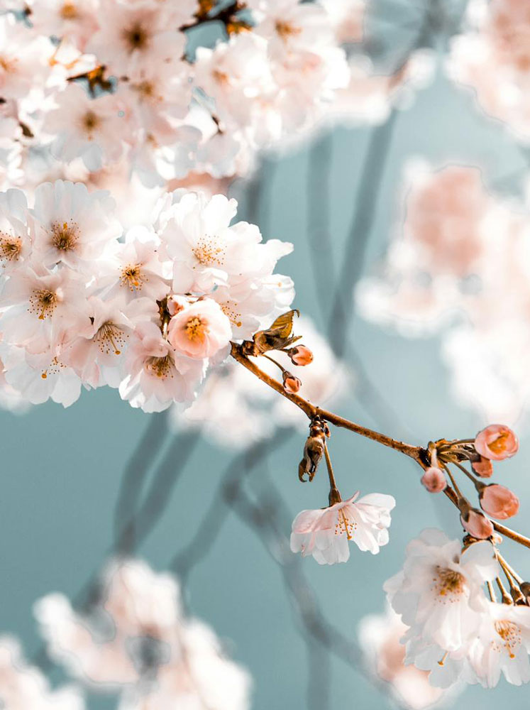 pexels-suissounet-2101187