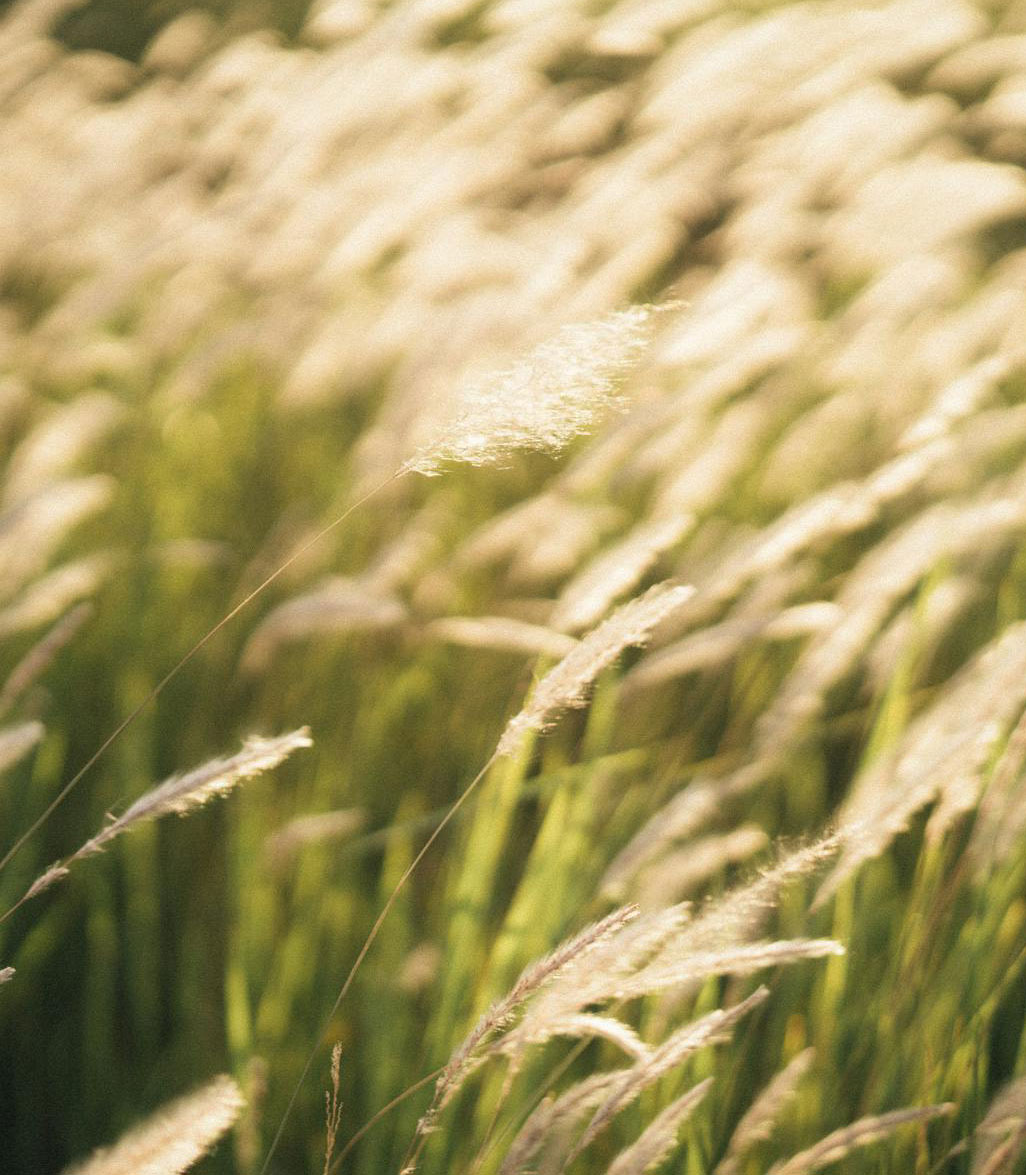 pexels-tung-vu-1686952-4506528